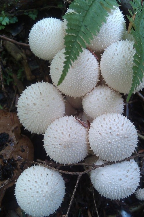 congenitaldisease:Lycoperdon perlatum, also known as the common puffball, gem-studded puffball, and 