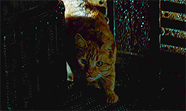 Jones In Alien (1979) // Goose In Captain Marvel (2019)