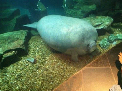 ampullae: withasperity: [image: a photo of a manatee pressing its face against a glass wall] blorp