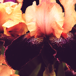 calanthesfeuillemort:  Flowers I Love: the Bearded Iris 