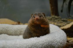 awwww-cute:  This pygmy mongoose stole my