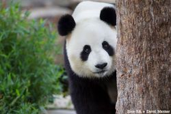 soinlovewithpandas:Funi or Wang Wang at the Adelaide Zoo in Australia on March 3, 2015.© Adelaide Zoo