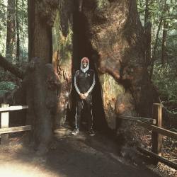Looking for my 🍯 like Pooh 🐻  (at Muir Woods National Monument)