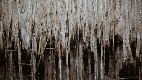 manbeardcamera:Lurking in the woods creating art.Every time I go to Coombabah Wetlands, depending on