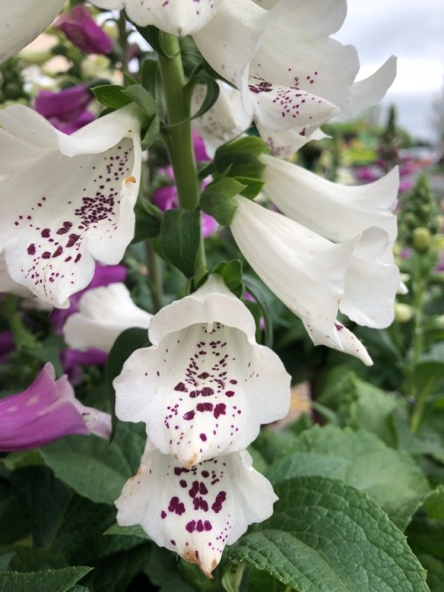 plantsarefriendssometimesfood: foxglove