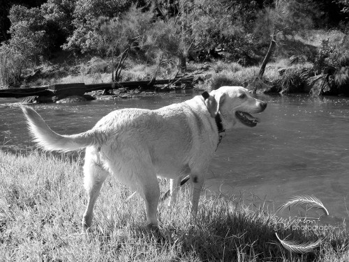 A Day By The River Our Labrador Maddie, by the river on my dads 70th Birthday