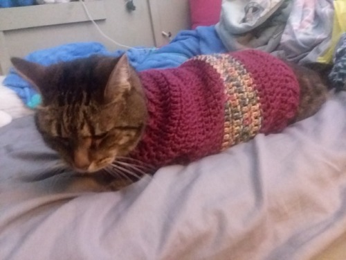 not-dirk-strider: I made my cat a sweater, here’s some of the highlights from the mini photosh