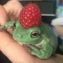 froggy-fella avatar