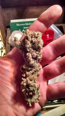 weedporndaily:  brutals-realm:Was expecting some random Kush, and my caregiver surprises me with JACK HERER!!!