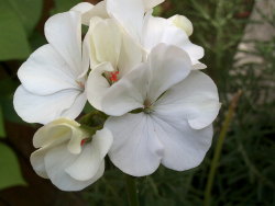 gardeninggodess:  White geranium.  White flowers are very elegant. 