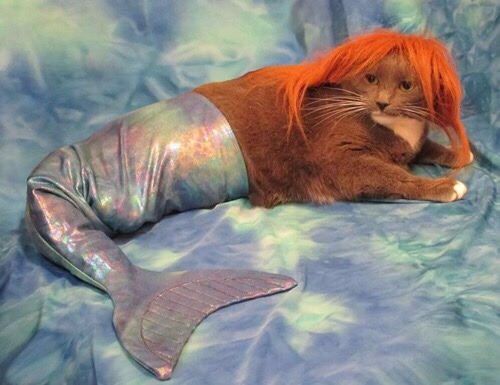 redmachasacorn: Gpoy