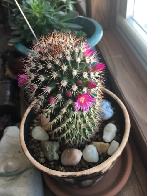 kitsiinabox - Look at all the pretty flowers my cactus is...