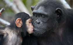 funnywildlife:    Baby chimpanzee ‘Quentin’