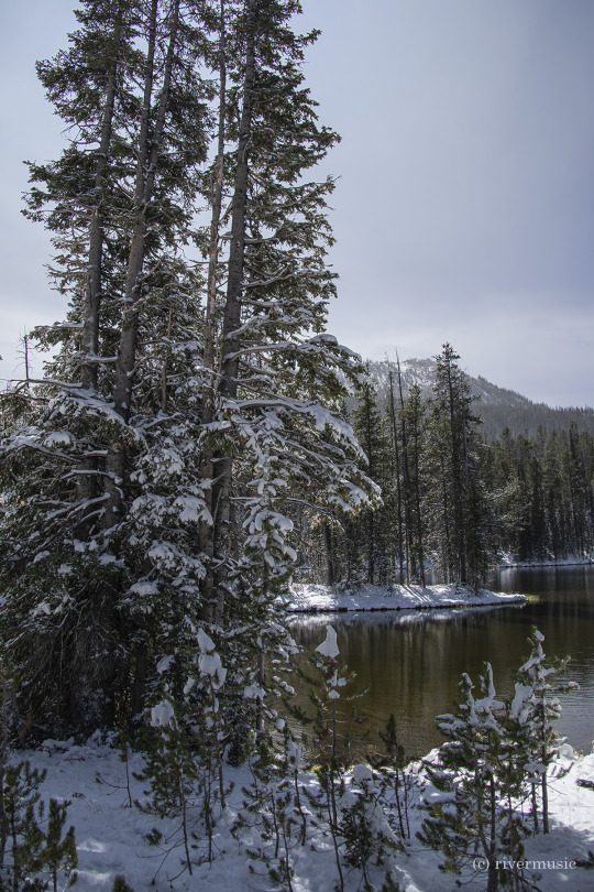 A Place of Peace and Reflection: Sylvan Lake, Yellowstone National Park, Wyoming: (c) riverwindphotography, September 2020