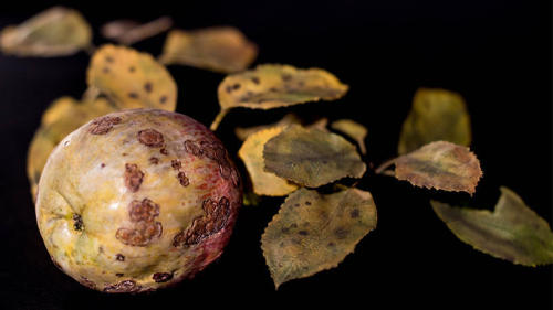 nobrashfestivity: Blaschka Glass Models of Plants The Ware Collection of Blaschka Glass Models of Pl