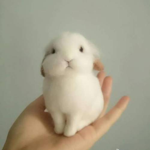 sterrenzee: aedictive: @sterrenzee dit ben jij in konijnvorm OMG AWW ❤✨ was ik maar zo cute aha