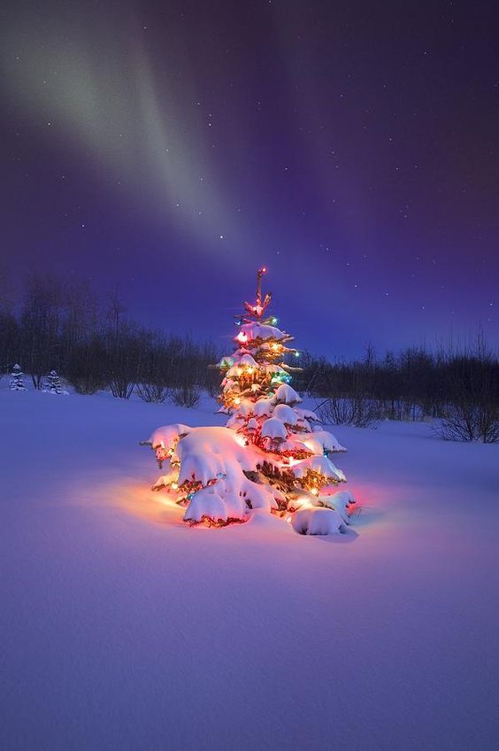 renamonkalou:Christmas Tree Glowing Under The Northern Lights | Carson Ganci 