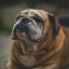roly-poly-pup