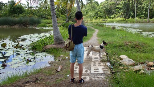 coleopterist:  Yesterday I went cycling around Pulau Ubin, a little island off the coast of Singapor