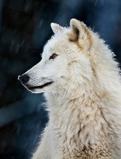 Stop Killing Wolves!