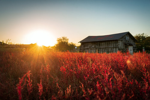 Seepweeds at sunset at the old salt farm of Gaetgol Ecological Park, Siheung.