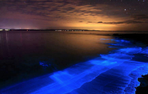 nubbsgalore:  the bioluminescent noctiluca scintillans — an algae known otherwise as sea sparkle — of australia’s jervis bay. photos by (click pic) andy hutchinson, joanne paquette and naomi paquette. see also: more bioluminescence posts) 