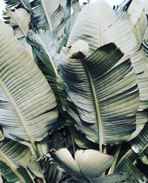 The Last Lovely Plant Ho