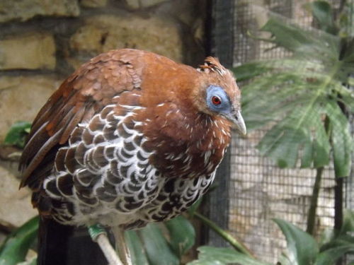 cool-critters:Crested fireback (Lophura ignita)The crested fireback is a medium-sized, up to 70 cm l