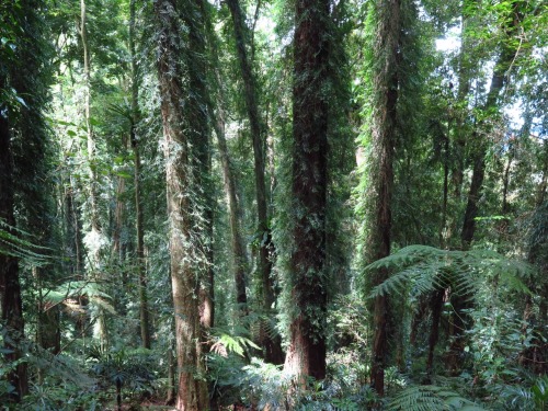 clairebeeds:  Dorrigo national park, part of Australia’s Gondwana Rainforest