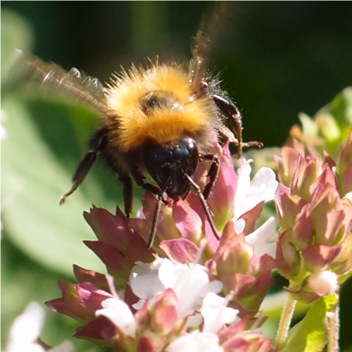 anmkosk:a bumblebee in oregano flowers closeup