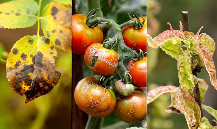 Fungus attack on plants and crops