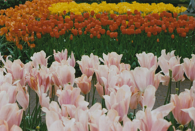 floralls:  (by Petrana Sekula) 