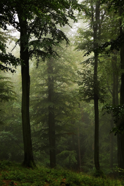 expressions-of-nature:  High Forest in the