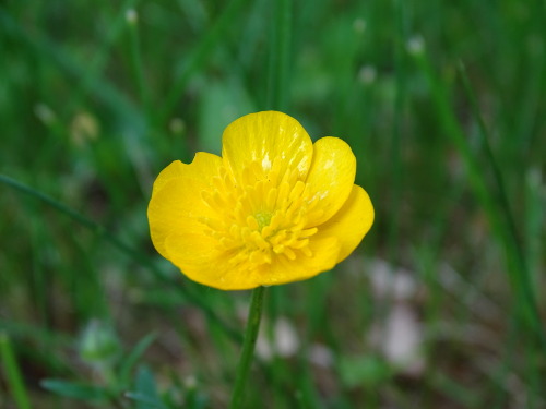 Sunny yellow BUTTERCUPS make my heart SING