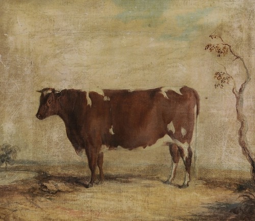 Shorthorn cow painting. (x)