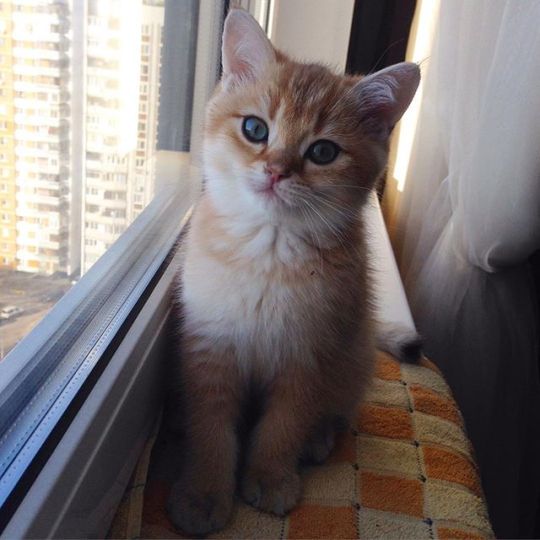 cybergata:    cat_thomas_   