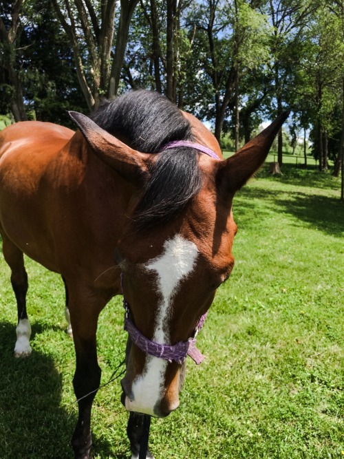 cante-r:The best old man and horse of a lifetime