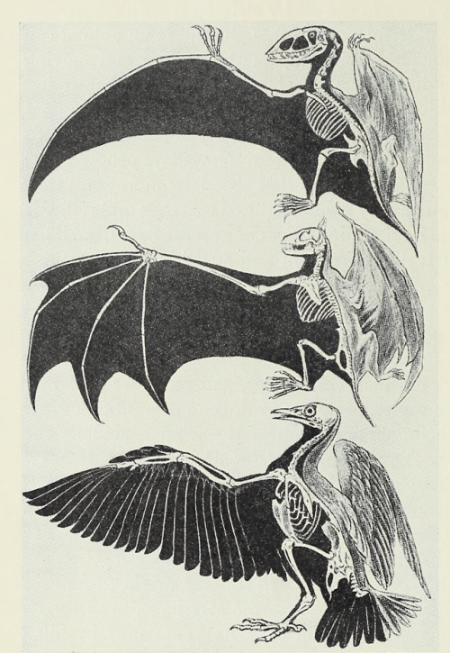 nemfrog:Above, “an extinct flying dragon.” Middle, bat. Below, generic bird. The Animal’s World. 193