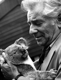 jpmoswald:  Leonard Bernstein and a quiet Koala