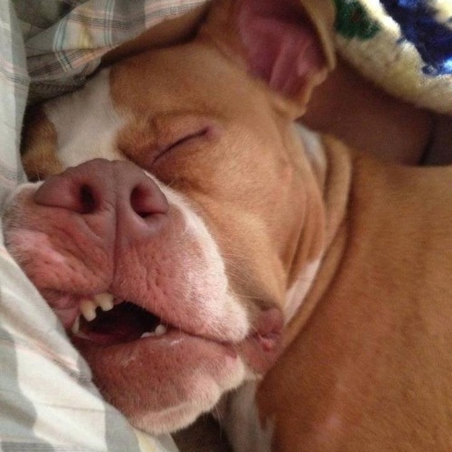 poyzn:  Animals that are innocently awesome.