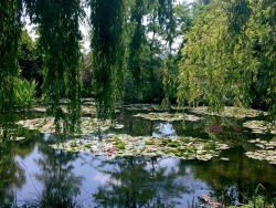 antigonick: Monet’s nymphéas under swaying weeping willows at Giverny. We basked in the sun and walked through flower rows for hours on Saturday.  (ig at ofavonlea) 