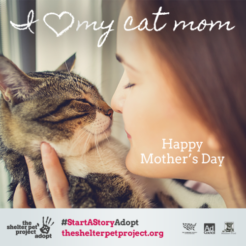 shelterpetproject: Happy Mother’s Day‬ to all the dog and cat moms!‪#‎StartAStoryAdopt‬