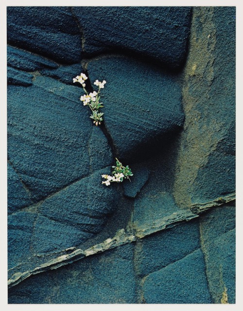 oakfern:Photographs by Eliot Furness Porter, 1972. Clockwise from top left: Ice in Glacial Lake Fjal