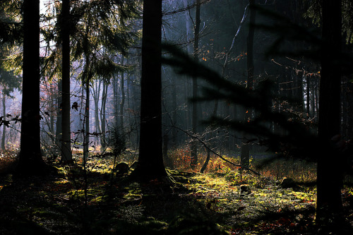 brutalgeneration:  Deep in the woods (by Isengardt) 