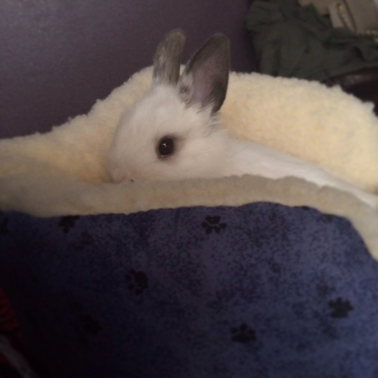 Is my bunny cute orrrr