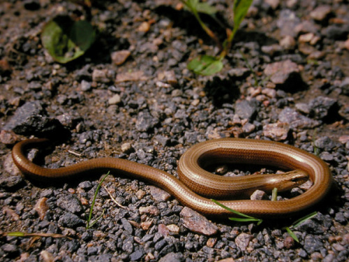 wapiti3:Anguis fragilis, or slow wormTommi Sandberg-Lars Bergendorf photographersSLOW WORM!!! I LOVE