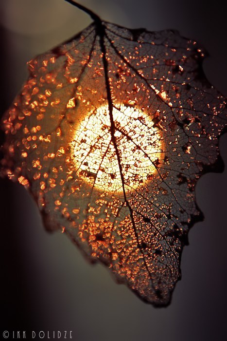 spookyshouseofhorror:  Glass Leaf 