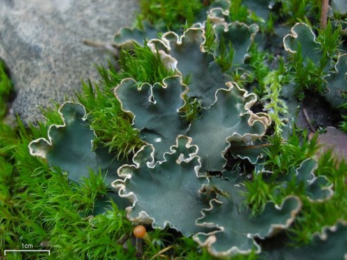 Peltigera malaceaMat felt lichenPeltigera lichens, commonly called dog lichens or felt lichens, vary