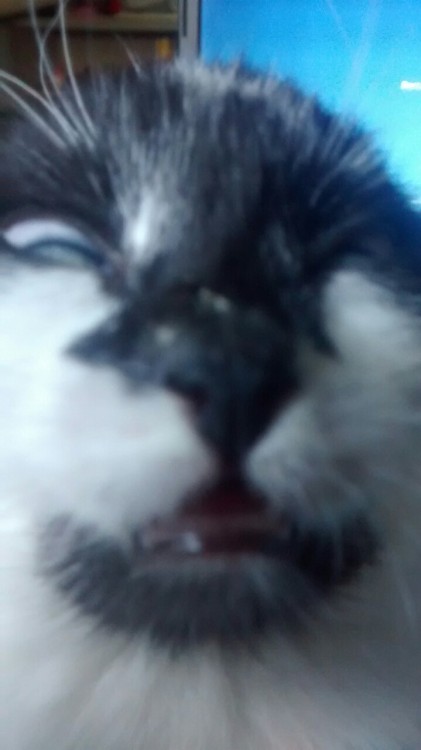 unflatteringcatselfies: this is my cat he is very photogenic