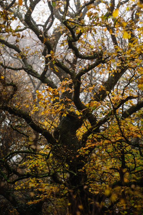 moody-nature:Autumn Trees | By Anthony Harle